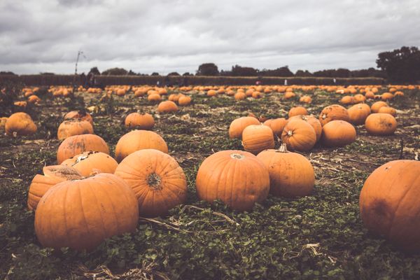 Pumpkin Patch Overcast jigsaw puzzle