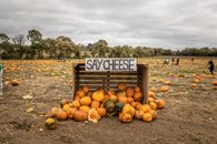 Orange Pumpkins in a Wooden Crate