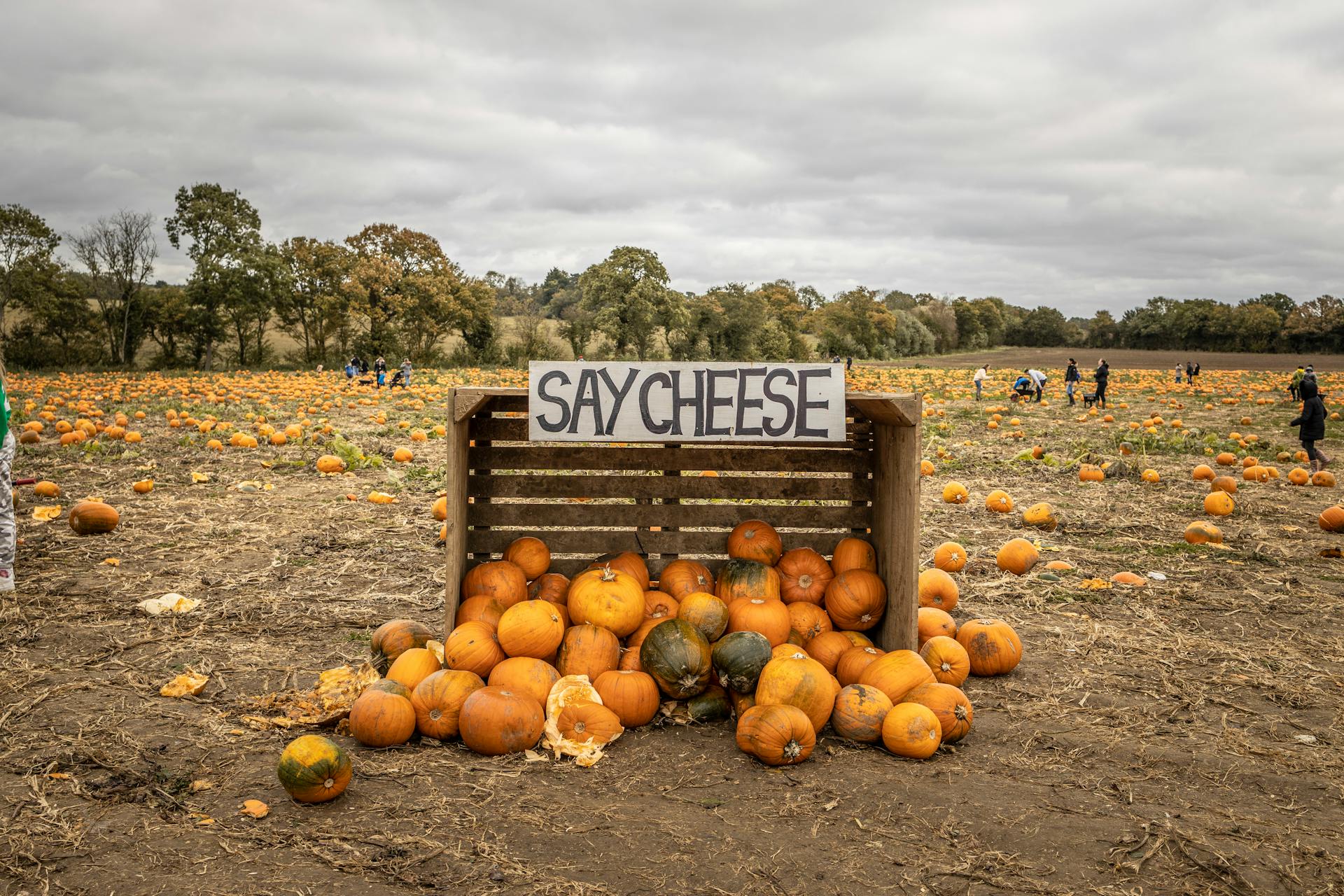 Orange Pumpkins in a Wooden Crate