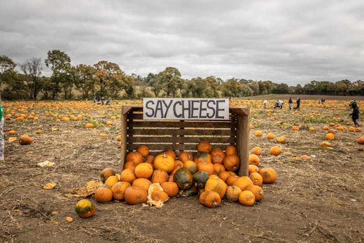 Orange Pumpkins In A Wooden Crate