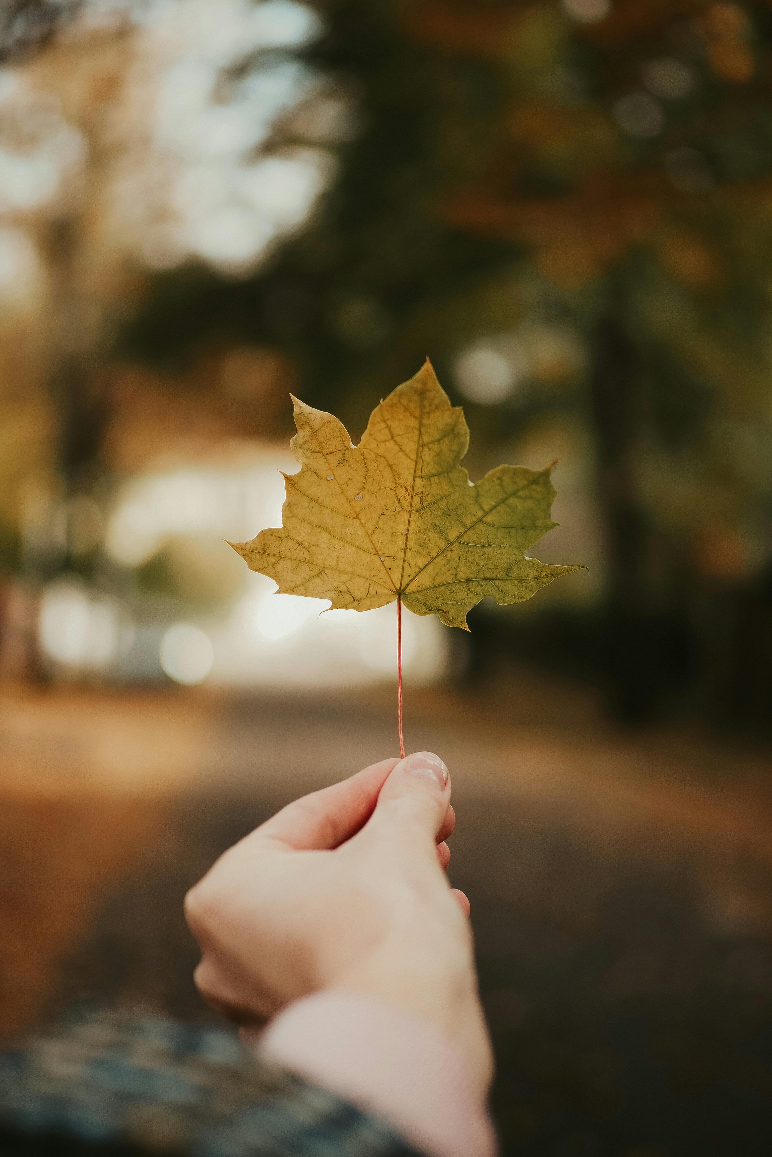 A hand holding a maple leaf amidst blurred autumn trees, symbolizing nature and simplicity.