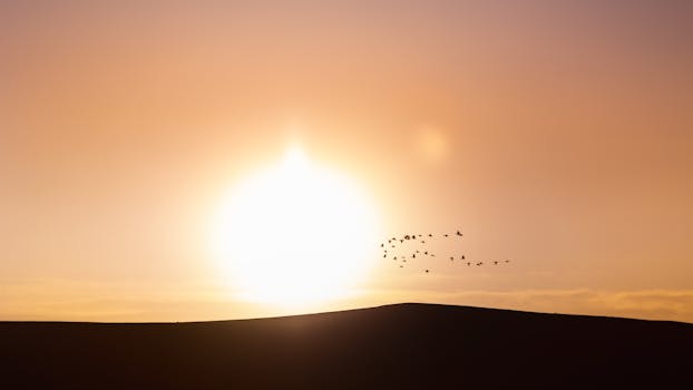 A serene silhouette of birds flying against a vibrant sunset in Iceland's vast landscape.