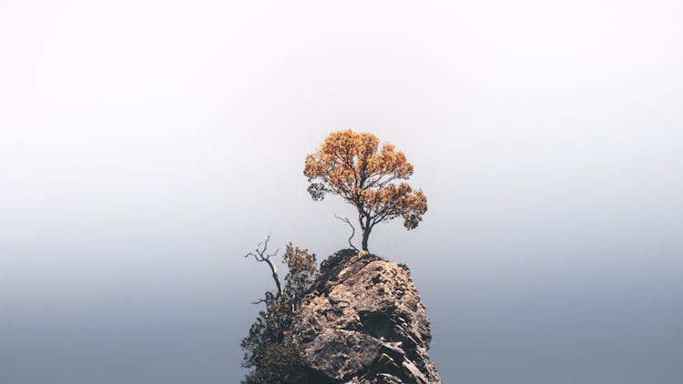 A Tree On Top Of A Rock Formation