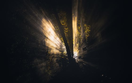 Sun Rays Coming Through Trees