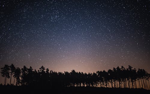 Gratis Immagine gratuita di alberi, cielo notturno, di notte Foto a disposizione