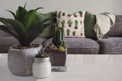 Free Photo of Plants on the Table Stock Photo