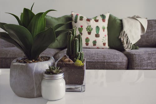 Photo De Plantes Sur La Table