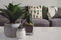Photo of Plants on the Table