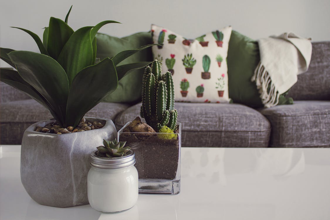 plants in your home decor