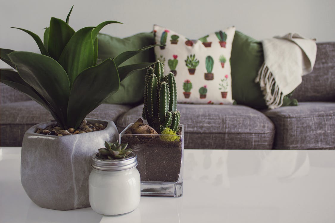 3 vasos com cactos e suculentas em cima de uma mesa branca ilustram o artigo sobre decoração para sala