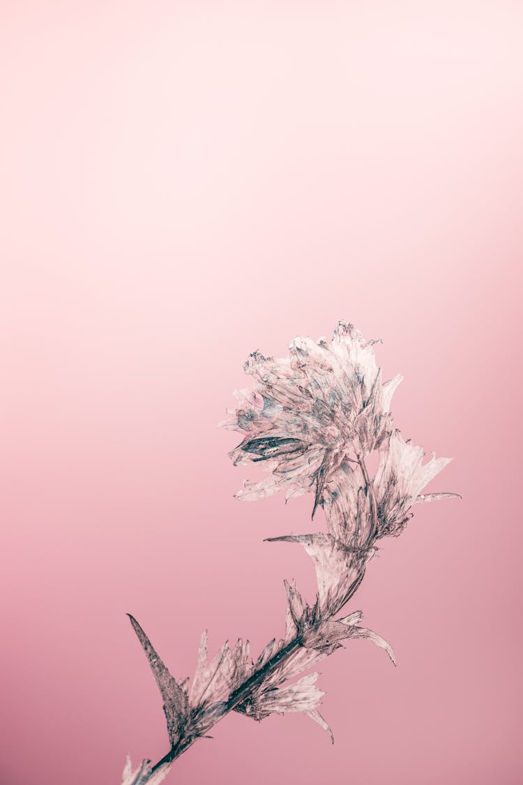 Thistle Flower Illustration With Pink Background