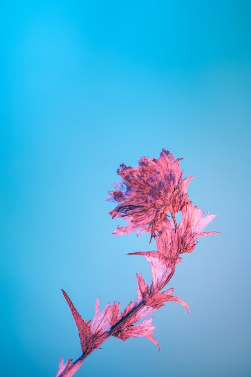 Gratis lagerfoto af abstrakt, blå baggrund, blomst