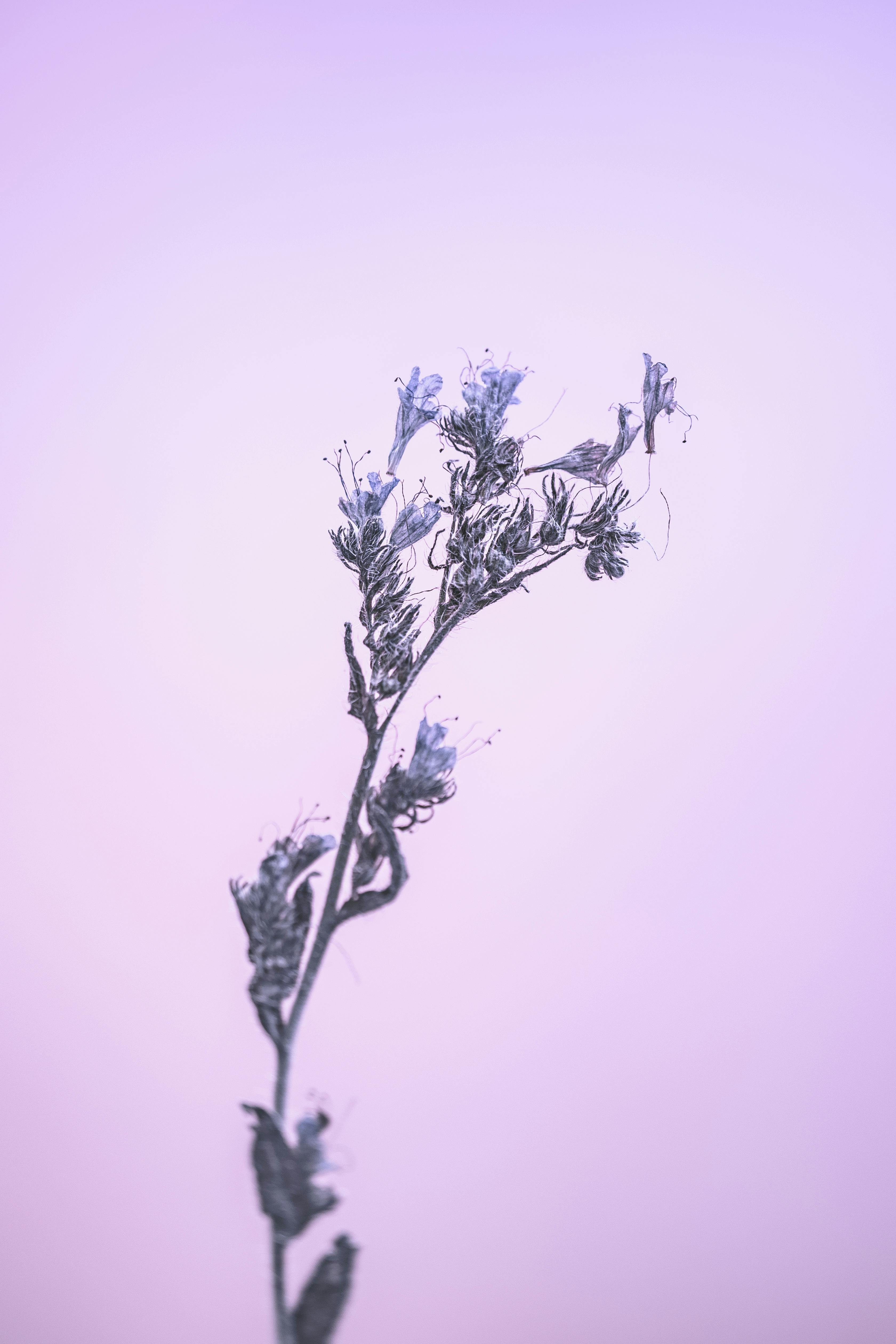 A vertical shot of a delicate branch with purple flowers set against a lilac background.