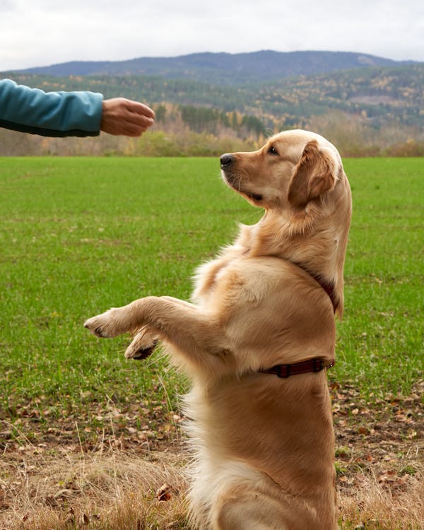 A Golden Retriever Dog Being Trained · Free Stock Photo