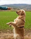 Golden Retriever Puppy on Green Grass Field