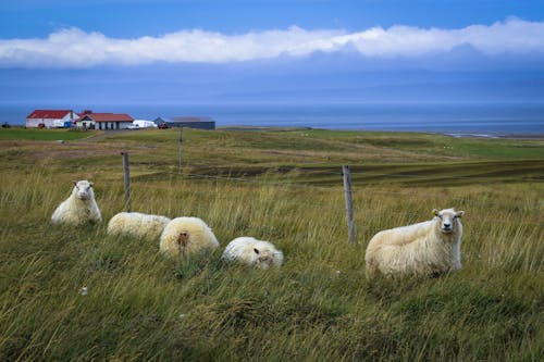 Безкоштовне стокове фото на тему «вівці, пасовище, свійські тварини» стокове фото