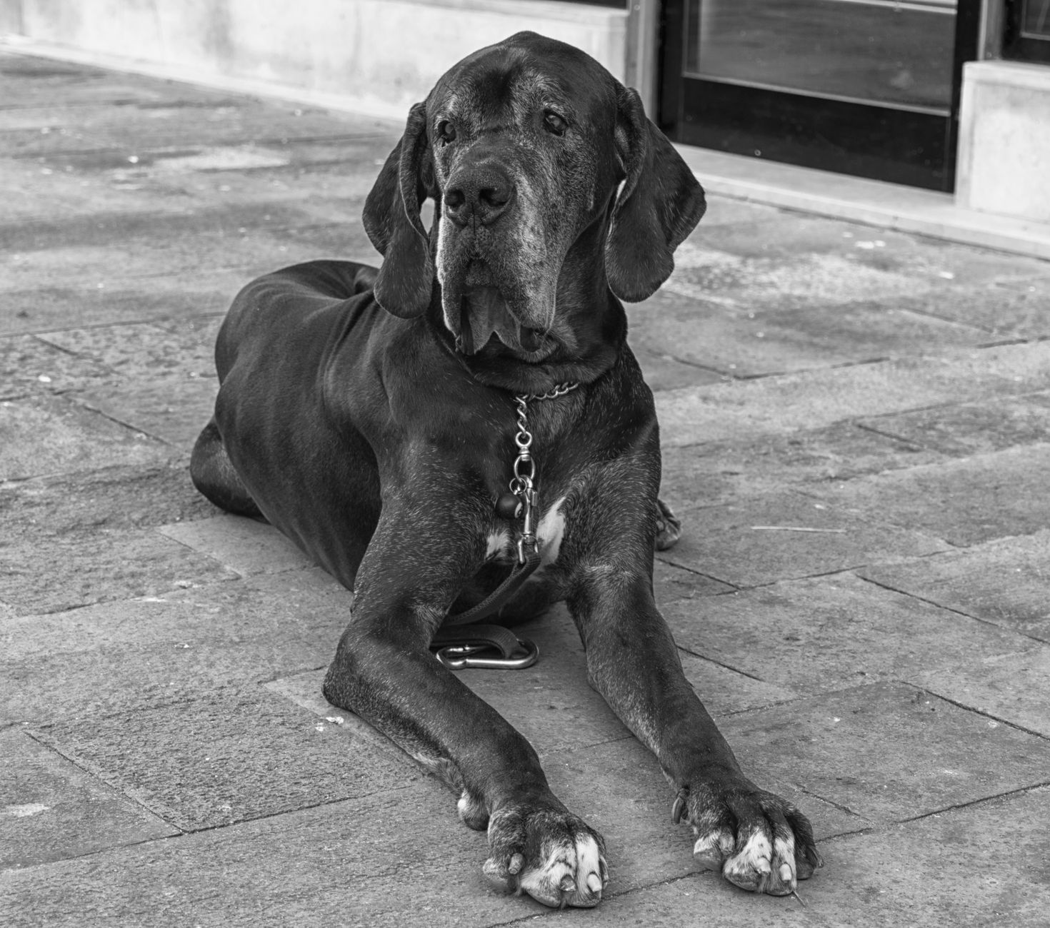 Elegant Great Dane lying on stone pavement, featuring monochrome tones in Venice, Italy.