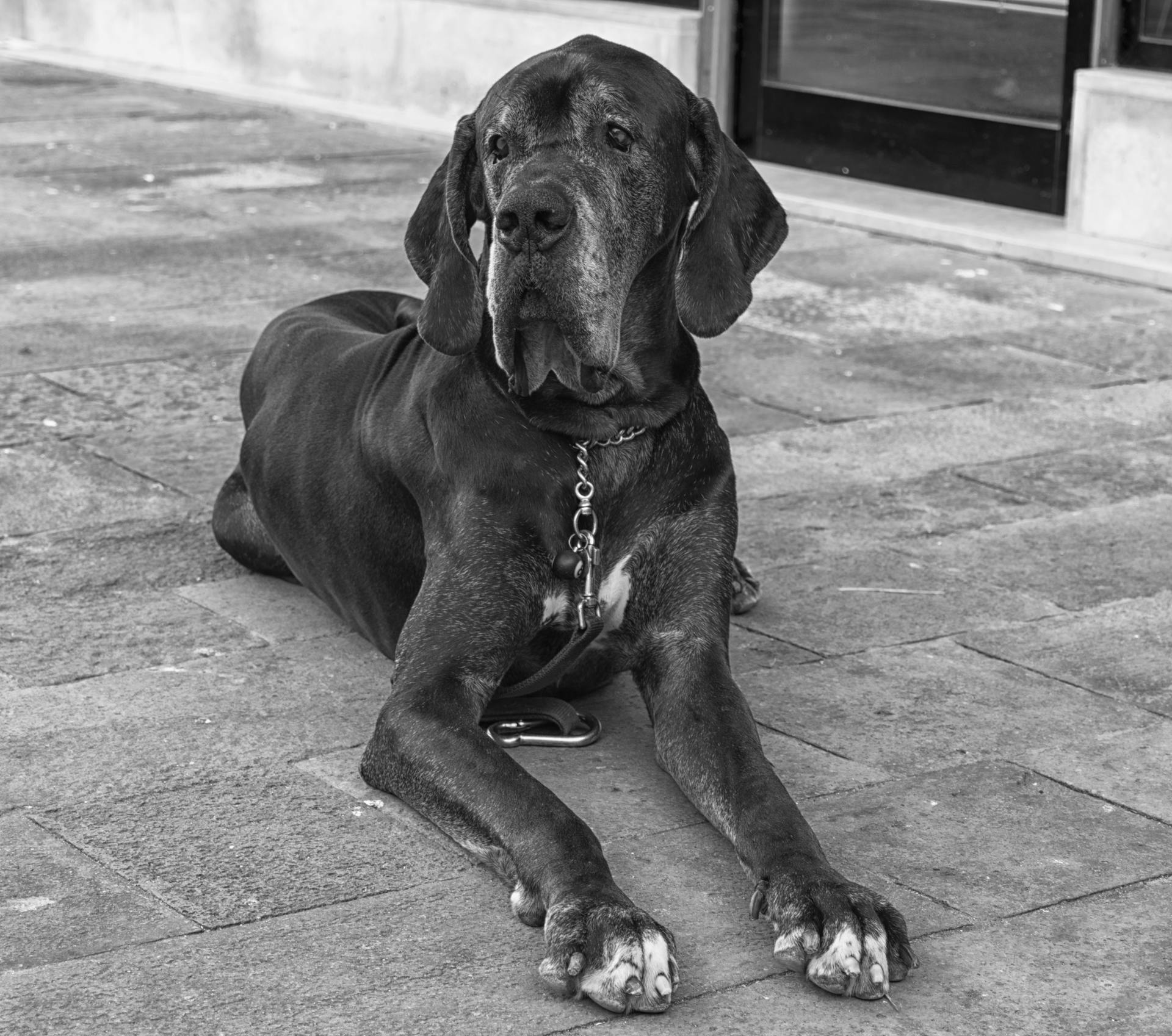 Monochrome Photograph of a Great Dane