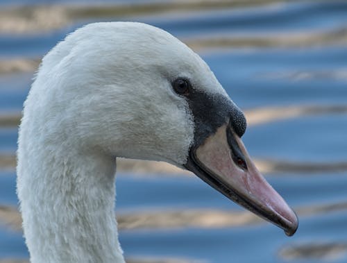 A White Swan in Close-up Photography