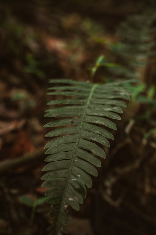 Dark Green Leaves in Close-Up Photography