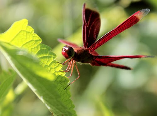 Free stock photo of adventure, bug, dragonfly
