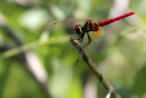 Free stock photo of adventure, bug, dragonfly
