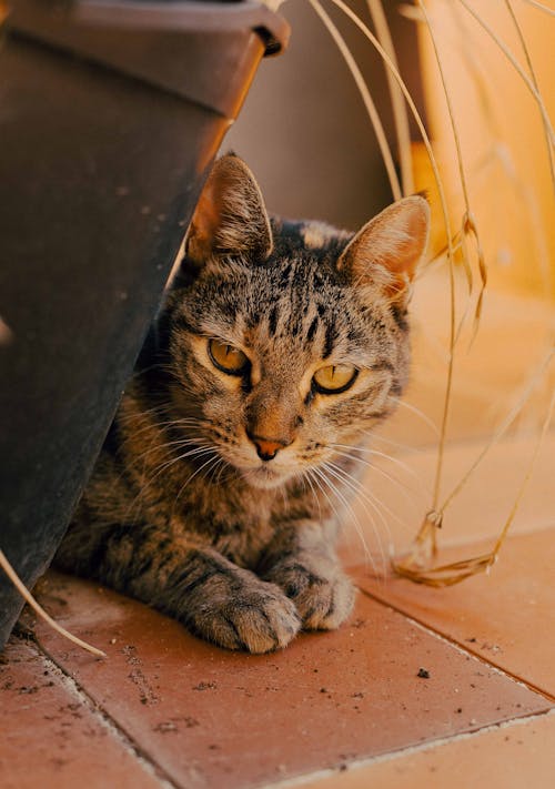 Free Close-Up Photograph of a Tabby Cat Lying on the Ground Stock Photo