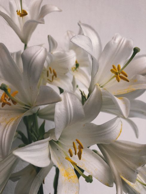 A close-up of delicate white lilies showcasing vibrant yellow pollen against a plain background.
