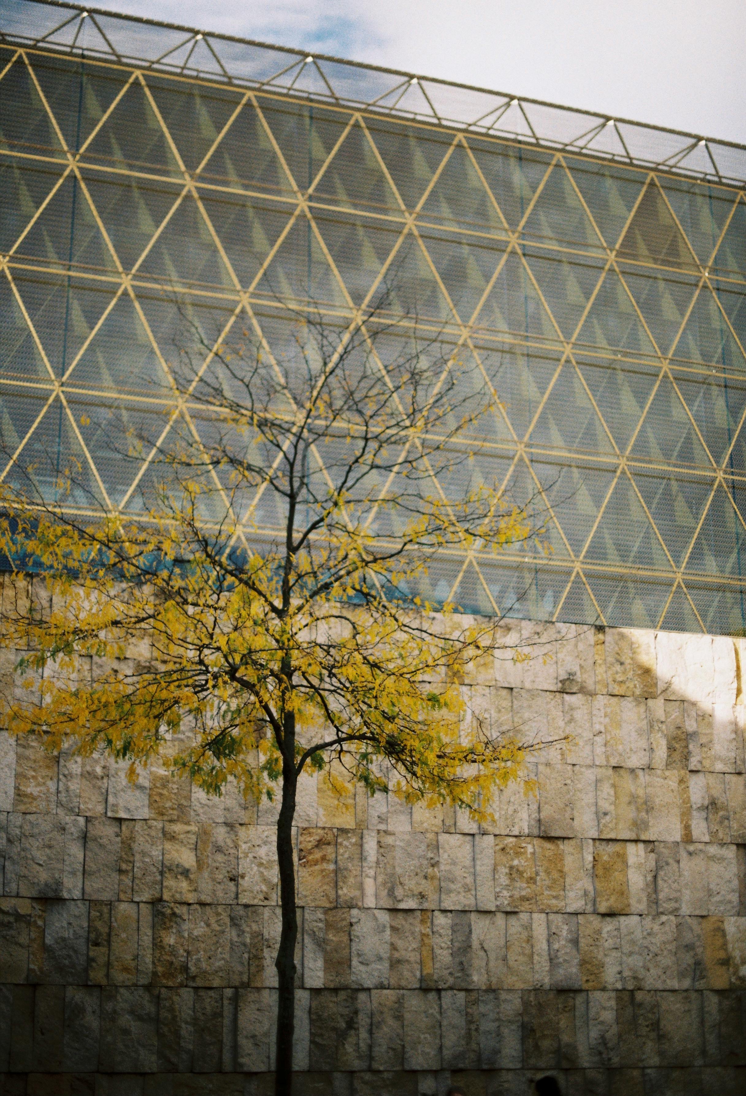 A lone tree with autumn leaves against a contemporary building facade.