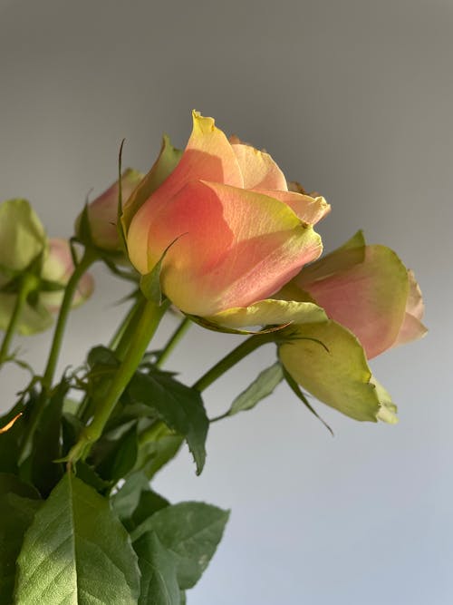Close-Up Shot of Garden Roses in Bloom
