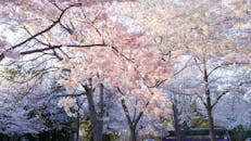 春天，华盛顿特区盛开着美丽的樱花