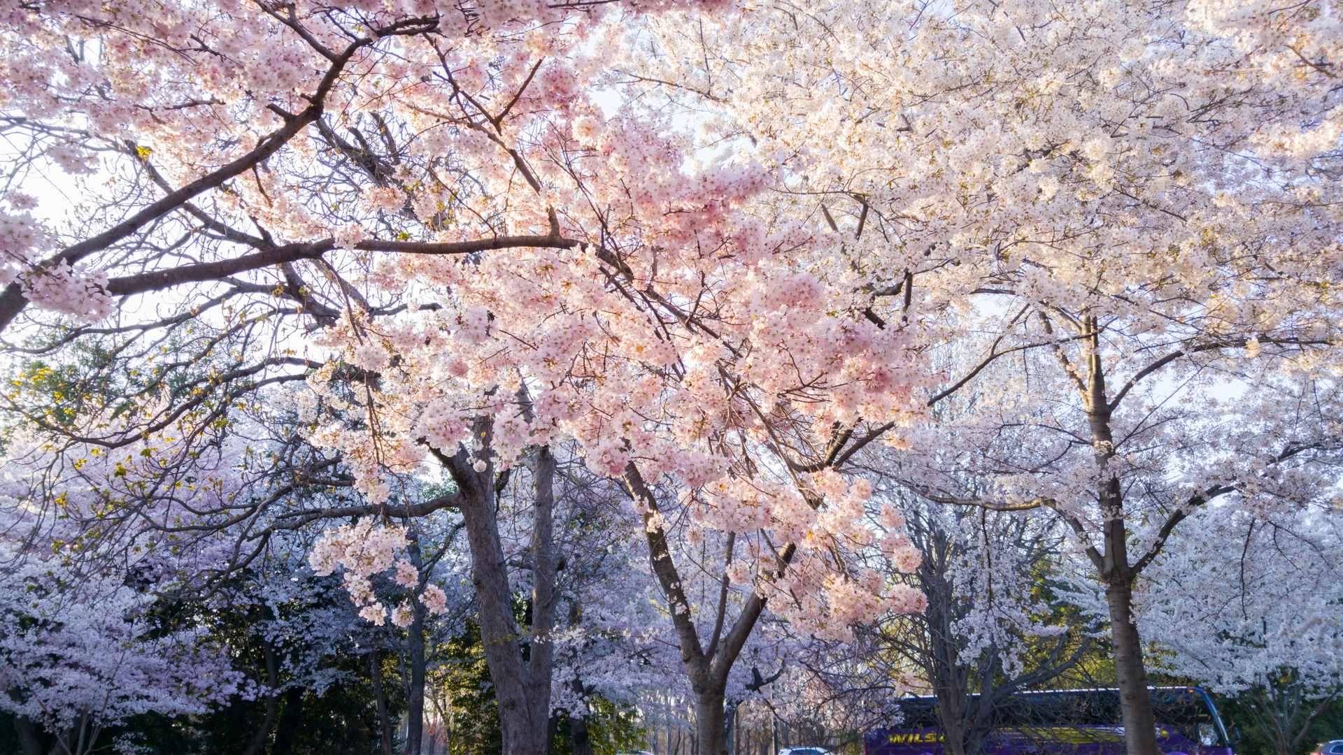 Flowering Trees