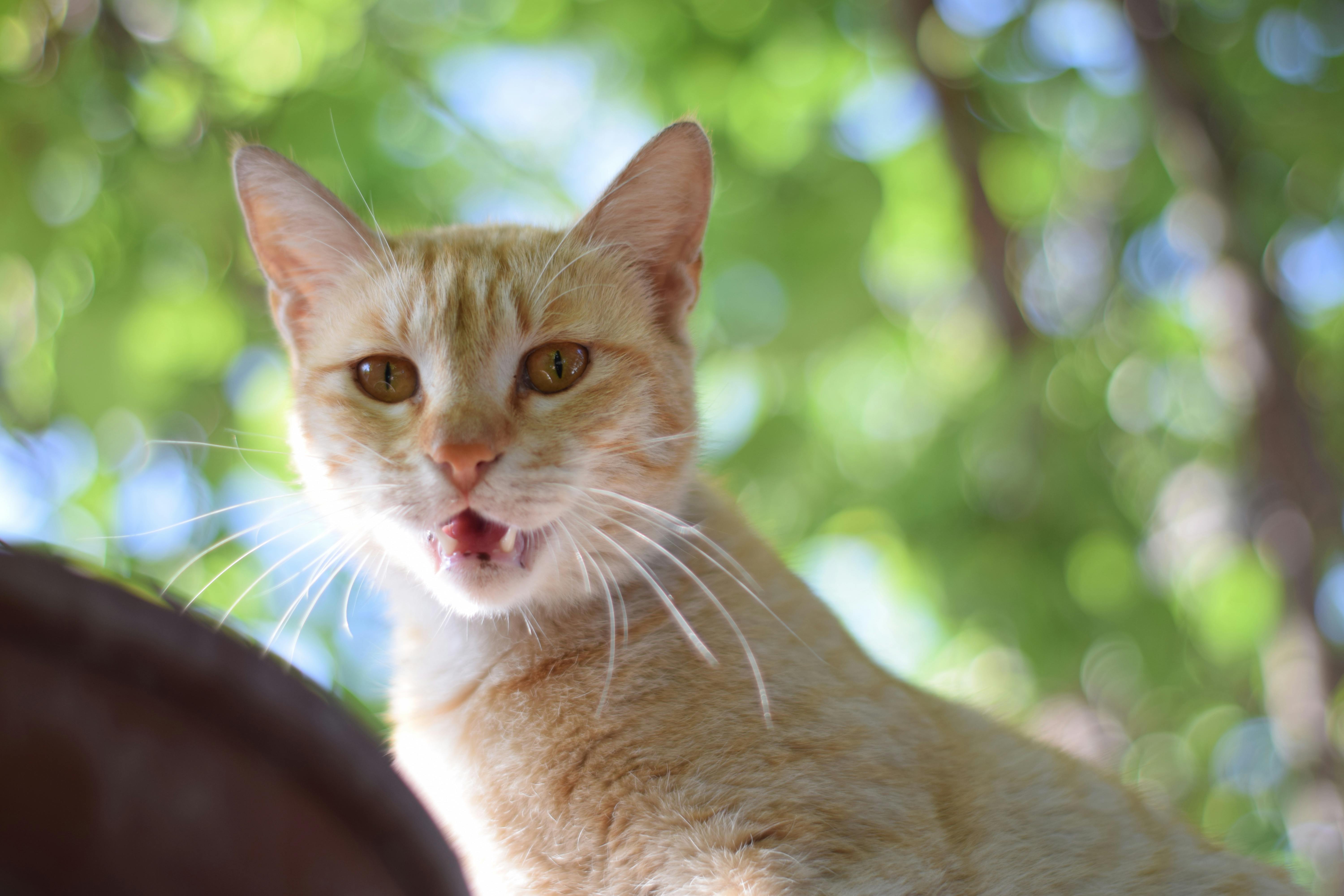 large orange tabby cat