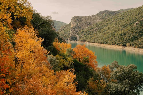 Free stock photo of autumn background, autumn colors, autumn forest Stock Photo