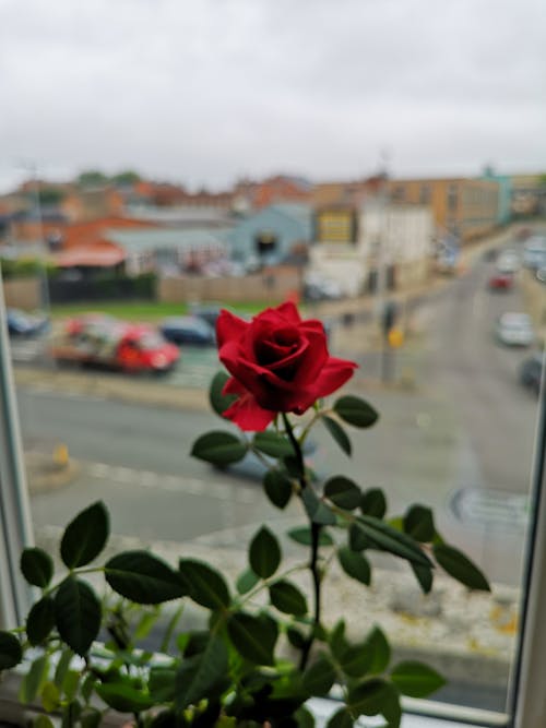 Foto d'estoc gratuïta de flor rosa, rose anglesa, roses de jardí