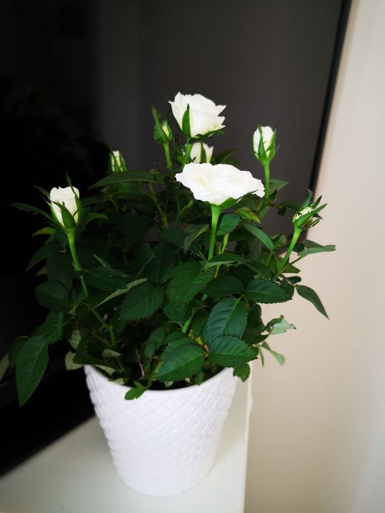 Pot Roses White A Potted Rose Plant with White Flowers · Free Stock Photo