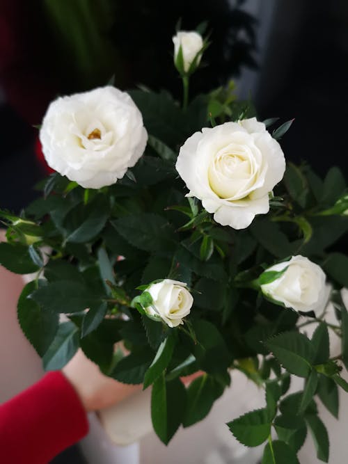 White Roses in Close Up Photography