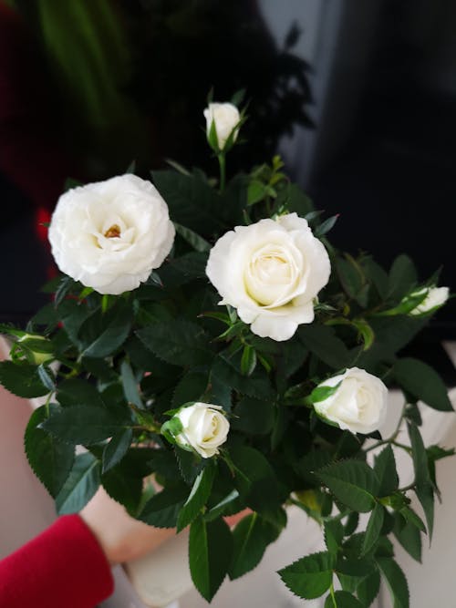 Photograph of a Bouquet of White Roses