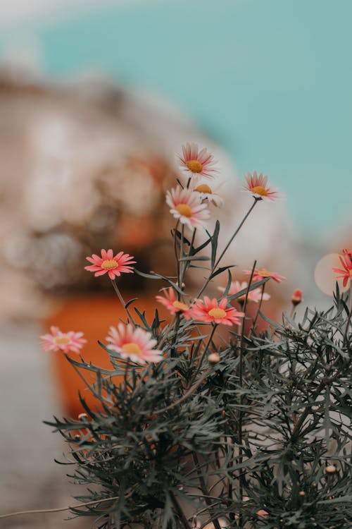 Marguerite Daisies in Close-up Photography