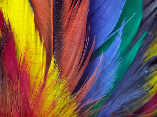Yellow Blue and Red Feather
