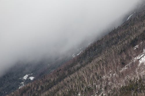 Foto d'estoc gratuïta de a l'aire lliure, arbres, boira