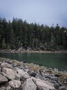 Green Pine Trees Beside River