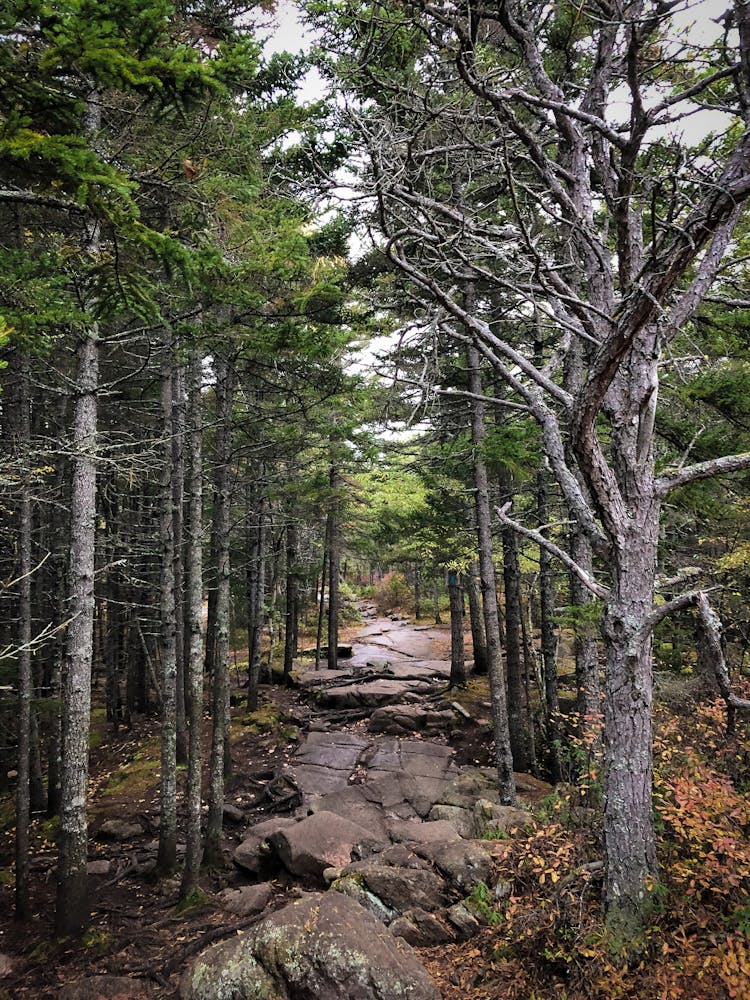 Rocky Uneven Trail In A Forest