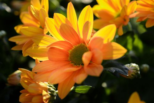 Golden yellow daisies for a birthday posy
