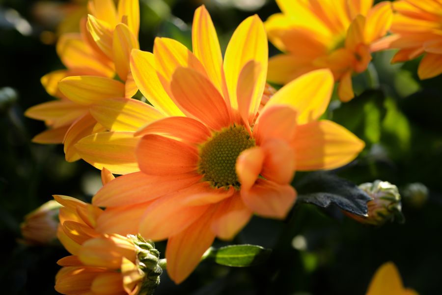 Close-up of golden yellow daisies