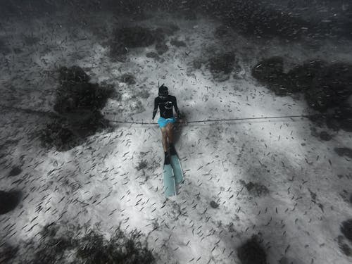 คลังภาพถ่ายฟรี ของ ก้นทะเล, กางเกงขาสั้นสีน้ำเงิน, การดำน้ำ