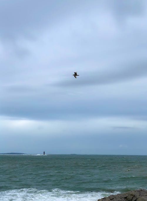 Bird Flying Over a Large Body of Water