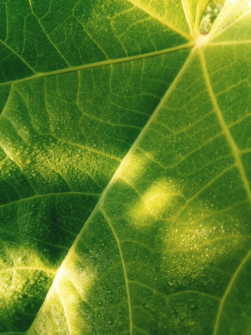 Green Leaf in Close Up Photography