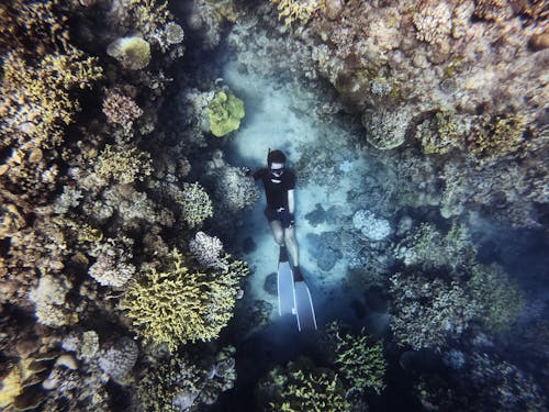 Δωρεάν στοκ φωτογραφιών με snorkeling, αυτοδύτης, βαθιά καταδύσεις Φωτογραφία από στοκ φωτογραφιών
