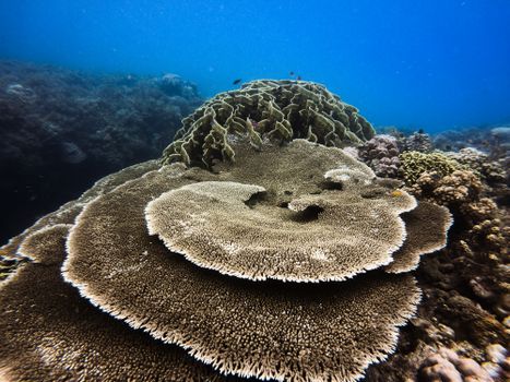 Stunning underwater view of vibrant coral reefs with diverse marine life in a clear ocean.